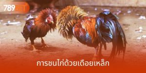 การชนไก่ด้วยเดือยเหล็ก