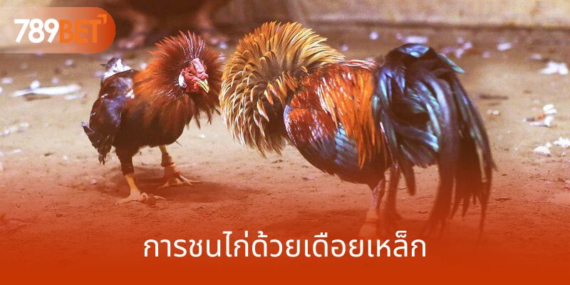 การชนไก่ด้วยเดือยเหล็ก